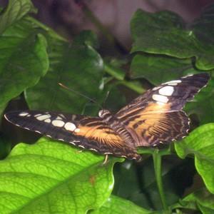 Крылья бабочки — эталон симметрии цвета